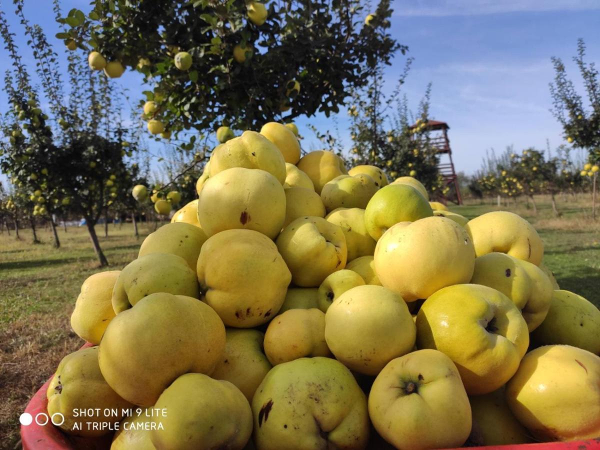 Salas Farma 47-Miris Dunja Cenej ภายนอก รูปภาพ