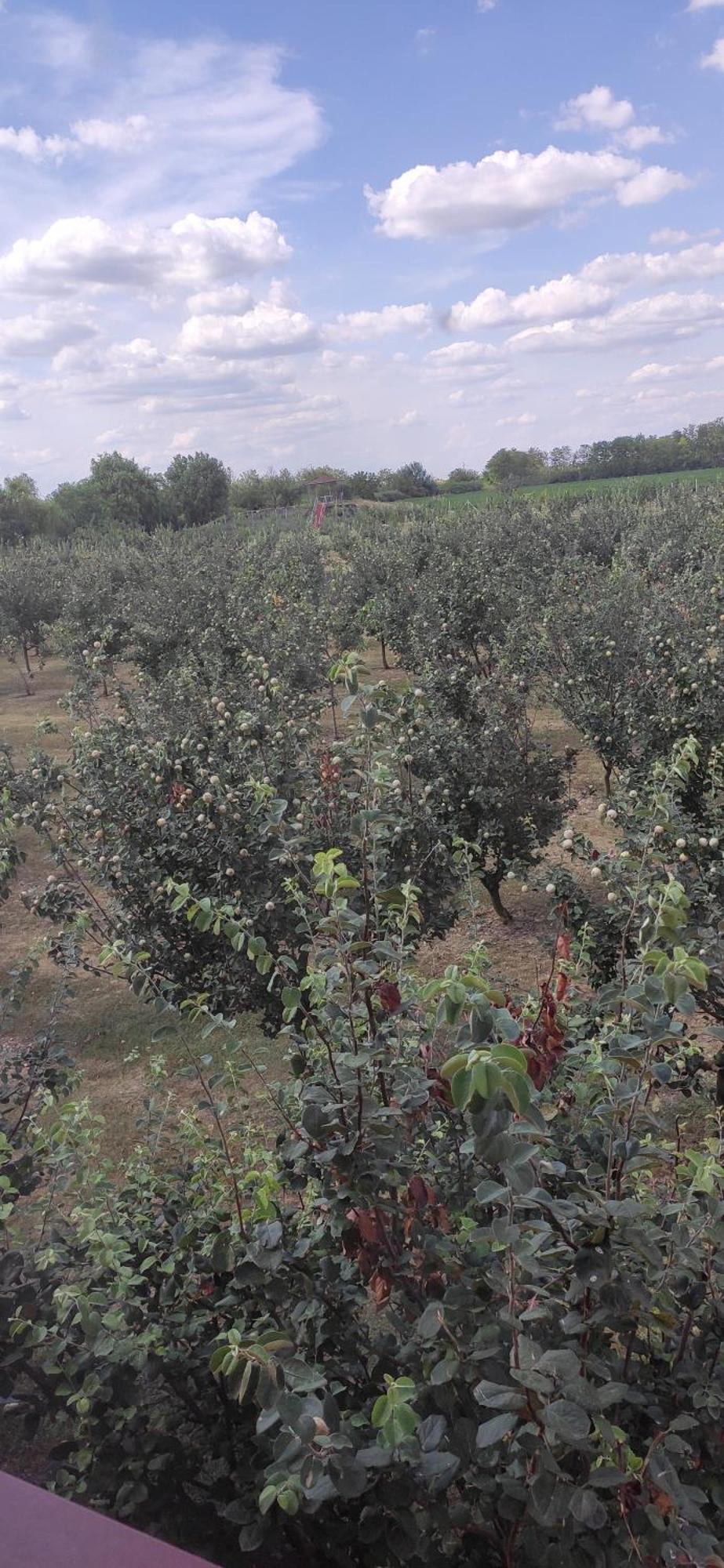 Salas Farma 47-Miris Dunja Cenej ภายนอก รูปภาพ